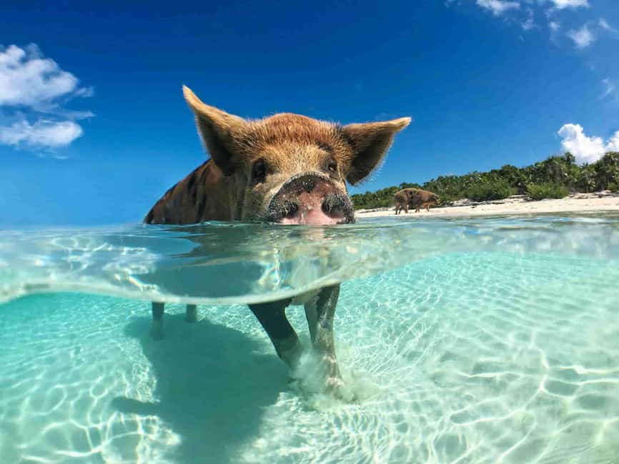 Nassau: 3-Island Snorkel Tour with Pigs, Beach Club, & Lunch - Key points to know before you book