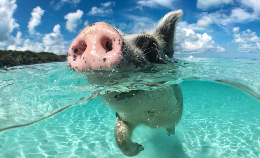Nassau: 3-Island Snorkel Tour with Pigs, Beach Club, & Lunch - The Atlantis Tunnel and Gilligan’s Island boat ride