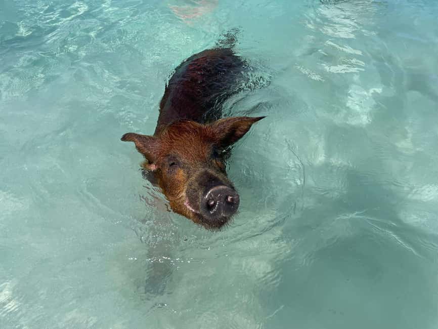 Nassau: 3 Islands Boat w/ Swimming Pigs, Snorkeling & Turtle - Should you book the Nassau 3 Islands tour?