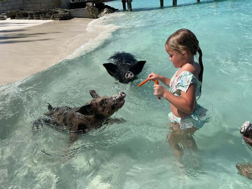 Nassau: 3 Islands Boat w/ Swimming Pigs, Snorkeling & Turtle - What this Nassau boat tour really offers