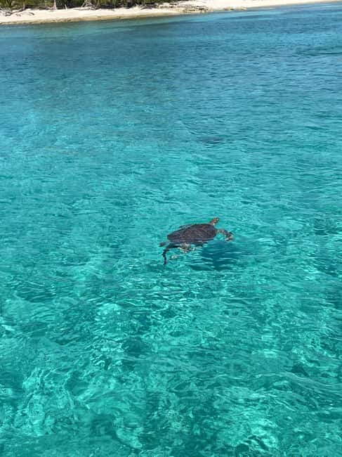 Nassau: 3 Islands Boat w/ Swimming Pigs, Snorkeling & Turtle - Pearl Island snorkeling in clear water