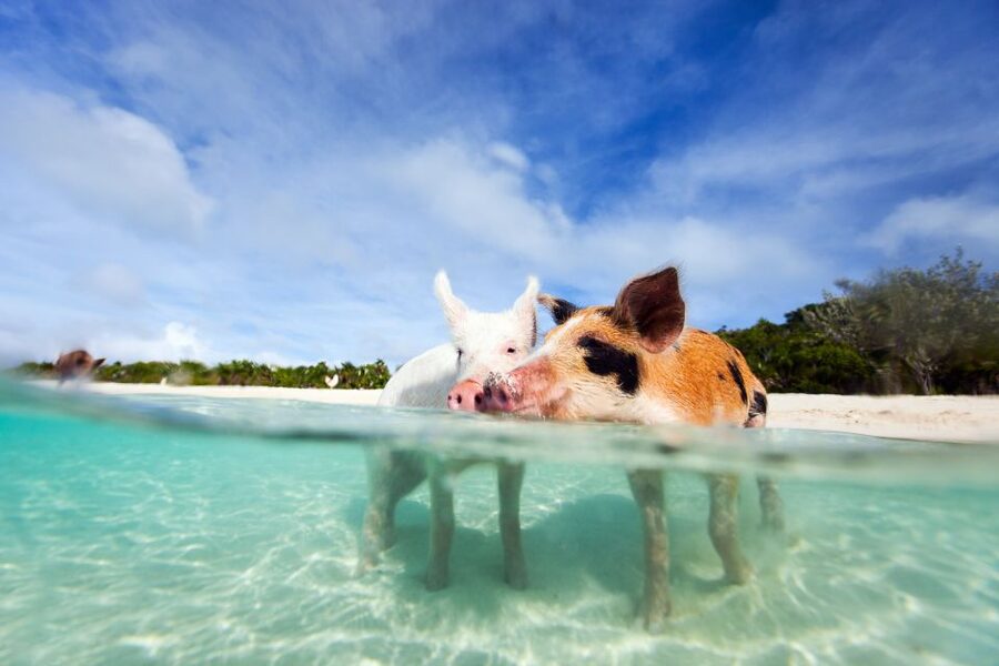 Nassau: 3 Islands Tour, Snorkel, Pig Beach, Turtles & Lunch - Who should book this experience?