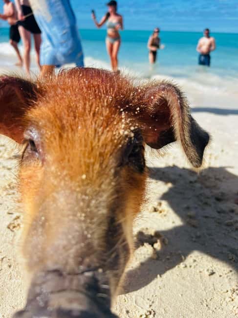 Nassau: 3 Islands Tour, Snorkel, Pig Beach, Turtles & Lunch - Rose Island: beach, lunch, and the pig encounter