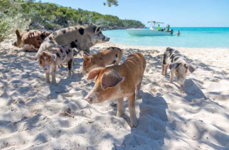 Nassau: 3 Islands Tour, Snorkel, Pig Beach, Turtles & Lunch - Is $136 a good value?