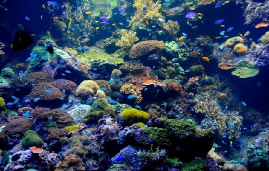 Nassau: Catamaran Sail and Snorkel Tour - The reef stop near Athol Island or Spruce Cay