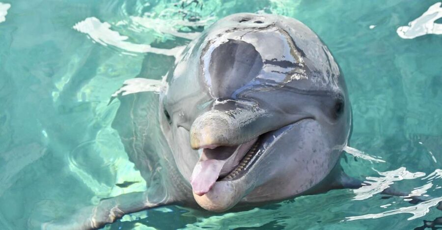 Nassau: Half-Day Guided Cay Cruise, Sea Life Watch & Snorkel - Why this Nassau boat trip works well