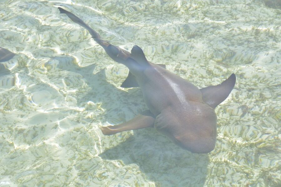 Nassau: Half-Day Guided Cay Cruise, Sea Life Watch & Snorkel - Athol Island for snorkeling