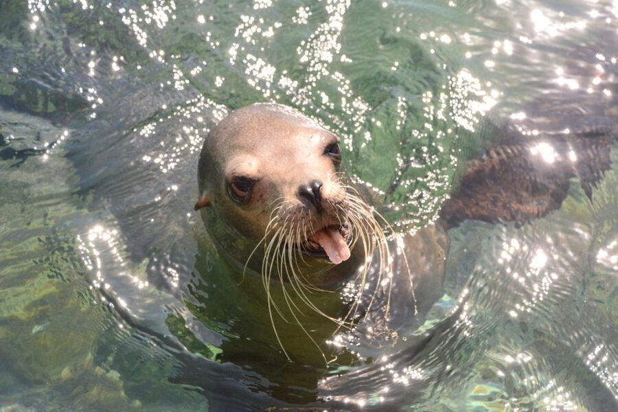 Nassau: Half-Day Guided Cay Cruise, Sea Life Watch & Snorkel - What the three-hour schedule really means