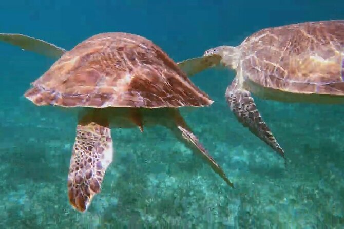 Nassau: Private Island & Snorkeling, Turtles, Drinks, & BBQ - What to bring and what to leave behind