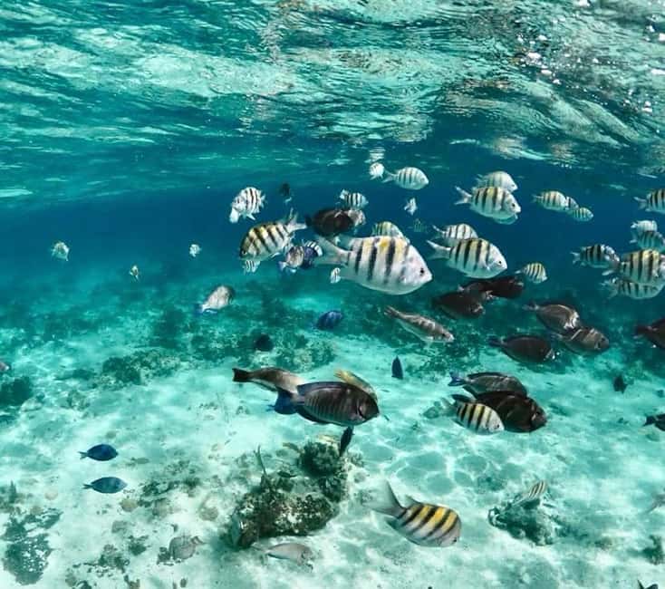 Nassau: Reef Snorkeling, Turtles, Lunch & Private Beach Club - Lunch, soft drinks, and the optional pig activity