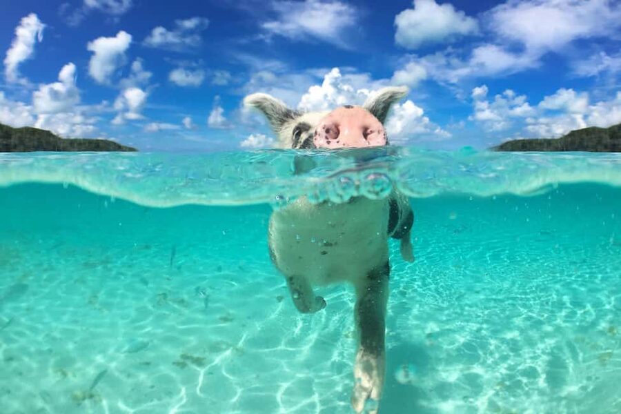 Nassau: Rose 3-Island Tour with Snorkeling and Lunch - Five things to know before you book