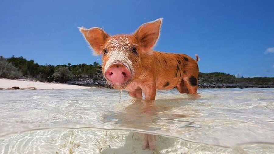 Nassau: Rose 3-Island Tour with Snorkeling and Lunch - Why this Nassau boat trip works so well