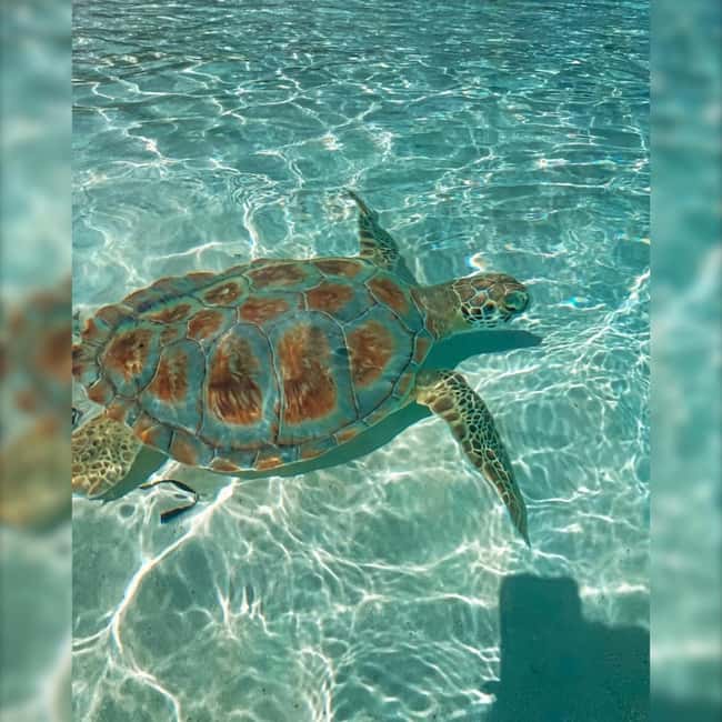 Nassau: Rose 3-Island Tour with Snorkeling and Lunch - Lunch is convenient, but set expectations