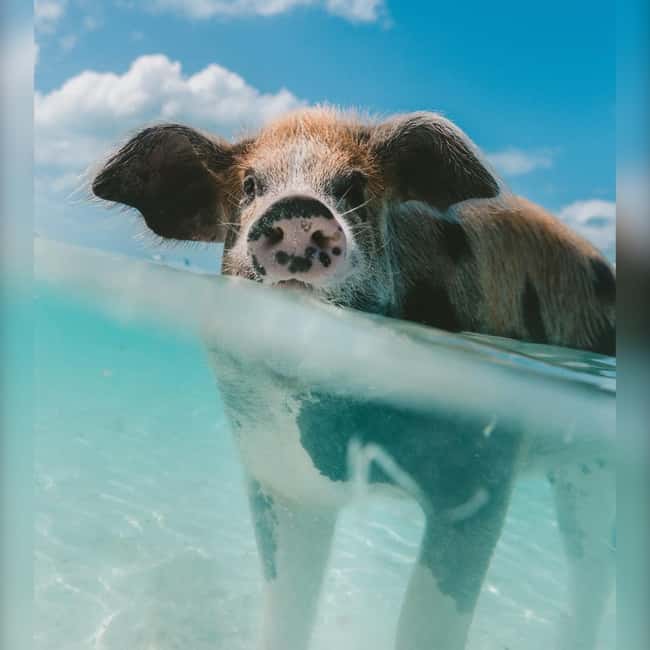 Nassau: Rose 3-Island Tour with Snorkeling and Lunch - What the $159 price really covers