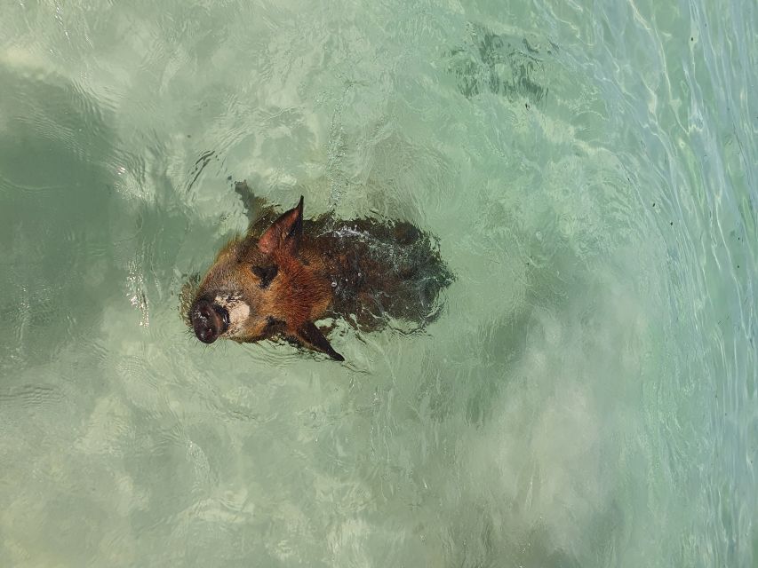 Nassau: Rose Island Swimming Pigs & Turtles Snorkeling Tour - Booking details worth knowing