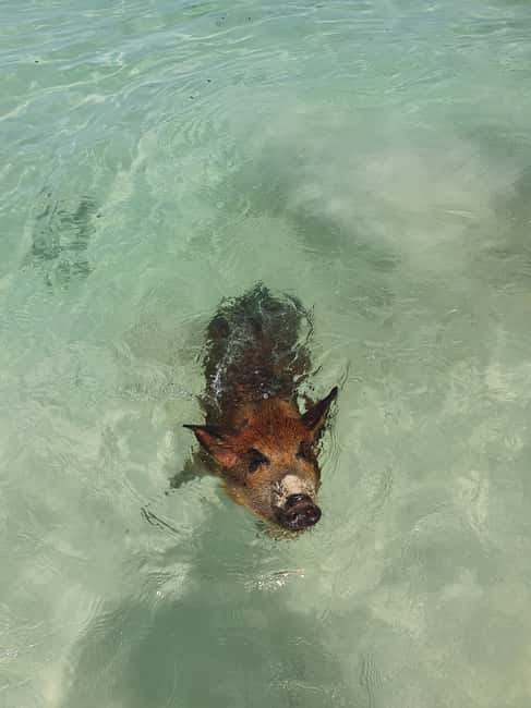 Nassau: Rose Island Swimming Pigs & Turtles Snorkeling Tour - The $127 price and what you receive