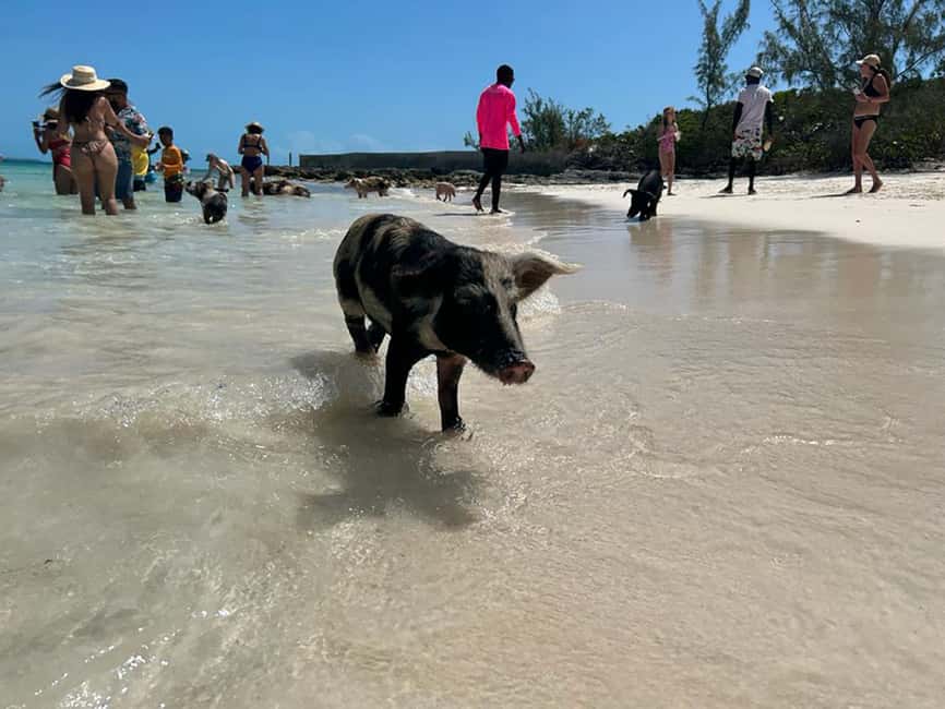 Nassau: Snorkeling, Pig Beach, Swim with Turtles, and Lunch - Athol Island brings the first snorkeling stop