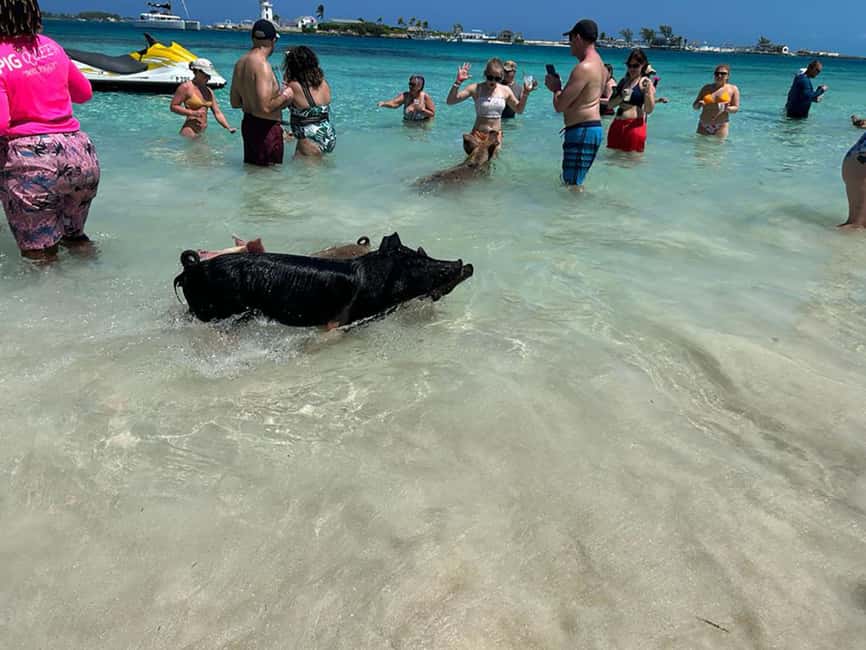 Nassau: Snorkeling, Pig Beach, Swim with Turtles, and Lunch - The second reef stop rewards careful swimmers