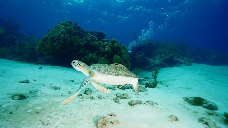 Nassau: Snorkeling, Pig Beach, Swim with Turtles, and Lunch - How the $165 price holds up