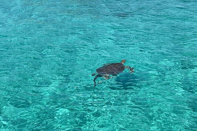 Nassau: Swimming Pigs And Snorkel With Turtles - Quick take: what makes this Nassau boat trip worthwhile