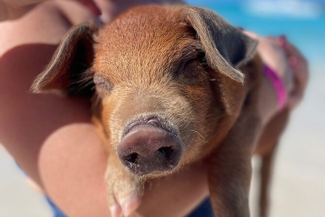 Nassau: Swimming Pigs And Snorkel With Turtles - What the 3-hour schedule feels like