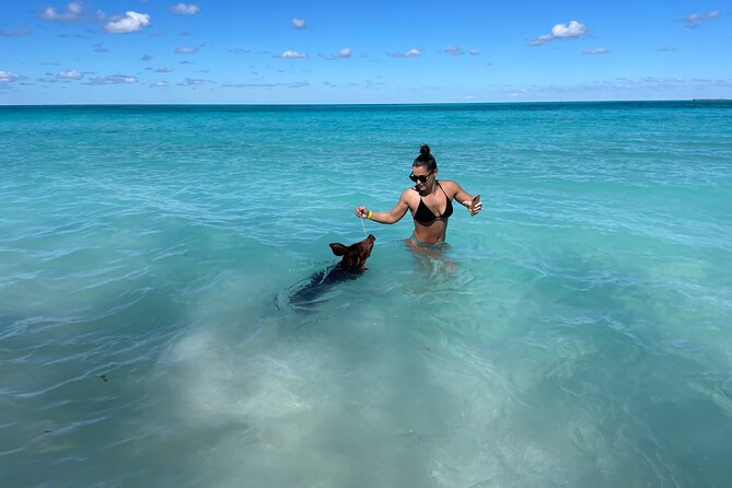 Nassau: Swimming Pigs And Snorkel With Turtles - Is $140 a fair price?