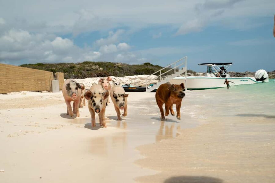 Nassau: Swimming Pigs, Snorkeling, Lunch, & Beach Boat Tour - Should you book the swimming pigs and snorkeling tour?