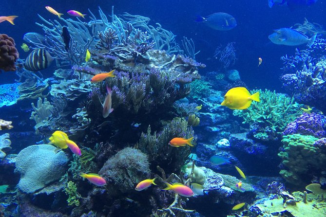 National Park Snorkeling Excursion - Who will enjoy this St. Thomas snorkeling trip?