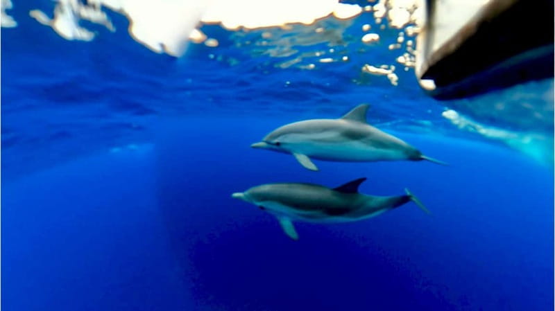 Naxos: Taormina Boat Tour with Snorkeling and Prosecco - Dolphin sightings and Mount Etna views