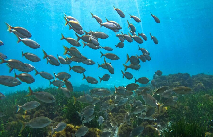 Nerja-Maro: Snorkeling & Sea Scooter Speedboat Trip - GoPro photos are a useful extra
