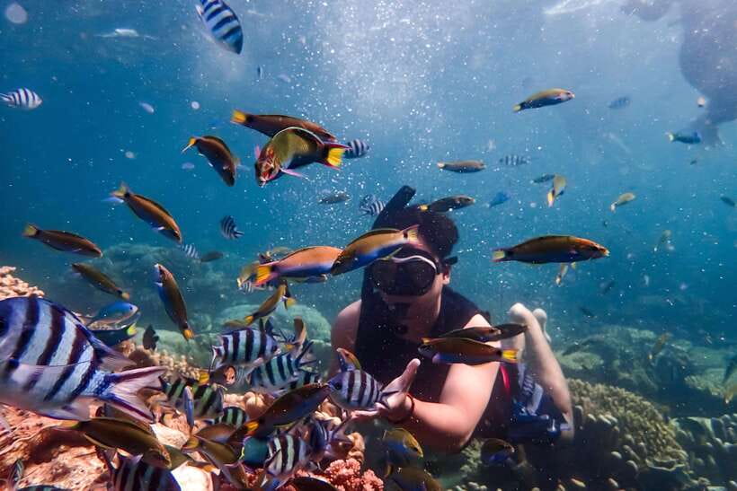 Nha Trang: Coral Reef Snorkeling, Mud Bath & Floating Bar - Coral reefs and colorful fish for one hour