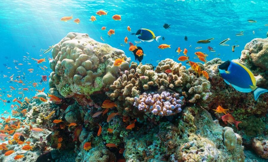 Nha Trang Half Day Snorkeling Trip - Seafood lunch on a wooden boat or at a restaurant