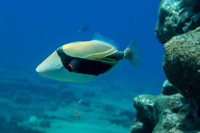 Ni'ihau and Na Pali Coast Snorkel Boat Tour - The real value at $361.31