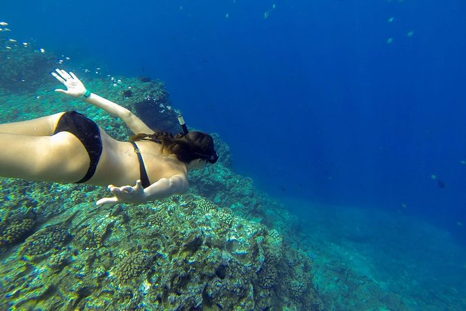 Ni'ihau and Na Pali Coast Snorkel Boat Tour - Booking advice and cancellation details
