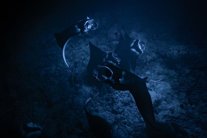 Night Manta Ray Snorkel - Key points to know before booking