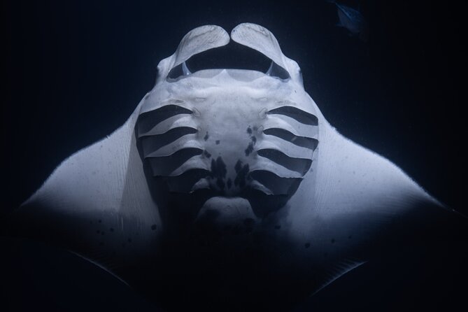 Night Manta Ray Snorkel - Entering the water after dark