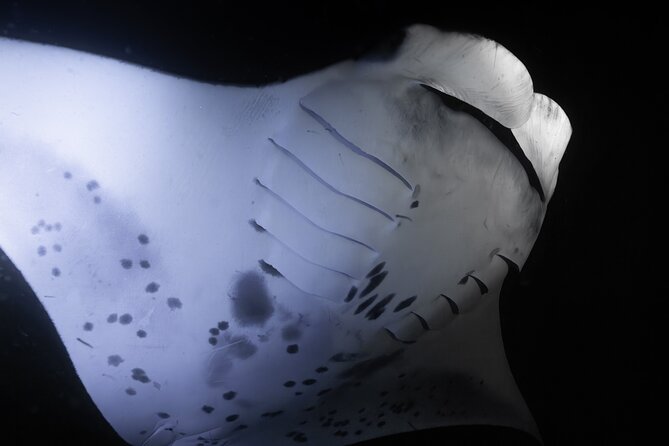 Night Manta Ray Snorkel - Who will enjoy this most