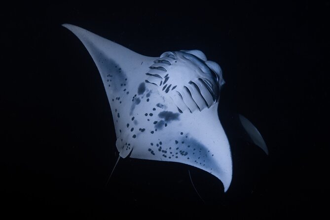 Night Manta Ray Snorkel - Small details that make the evening easier