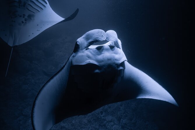Night Manta Ray Snorkel - Why the small group matters