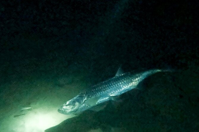 Night Snorkeling Adventure - Why Bonaire Looks Different After Dark