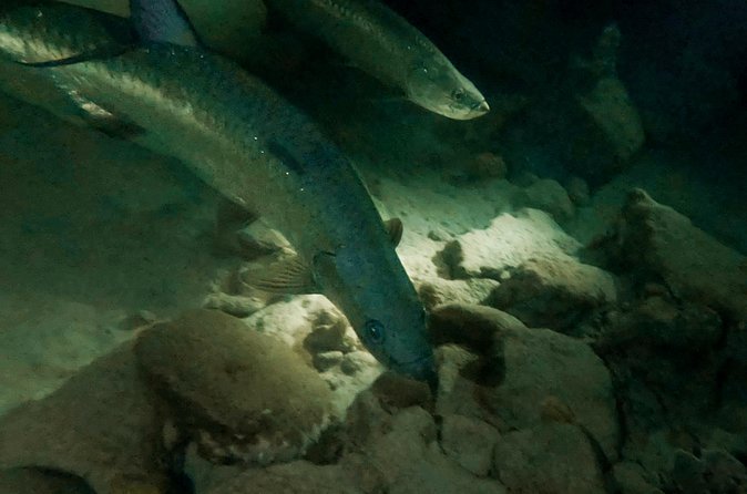 Night Snorkeling Adventure - When the Big Tarpons Arrive