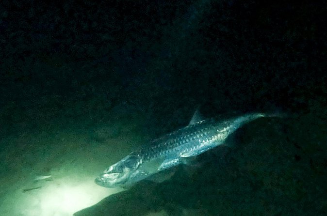 Night Snorkeling Adventure - What the Guide Adds to the Experience