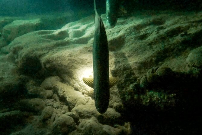 Night Snorkeling Adventure - How the $71.65 Price Holds Up