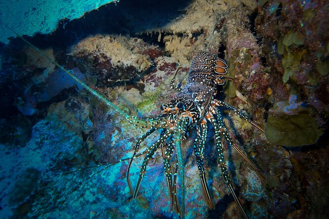Night Snorkeling Adventure - Hunting for Lobsters, Eels, and Octopuses