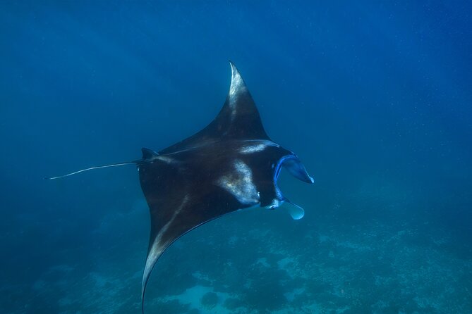 Nusa Penida day trip: boat, 4 snorkeling, Manta rays & Land tour - Manta Point or Manta Bay