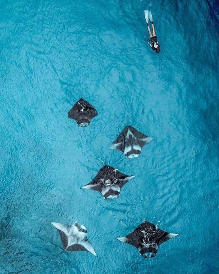 Nusa Penida: Full Day Private Snorkeling With Manta Ray - Crystal Bay: clear water and a good chance of turtles