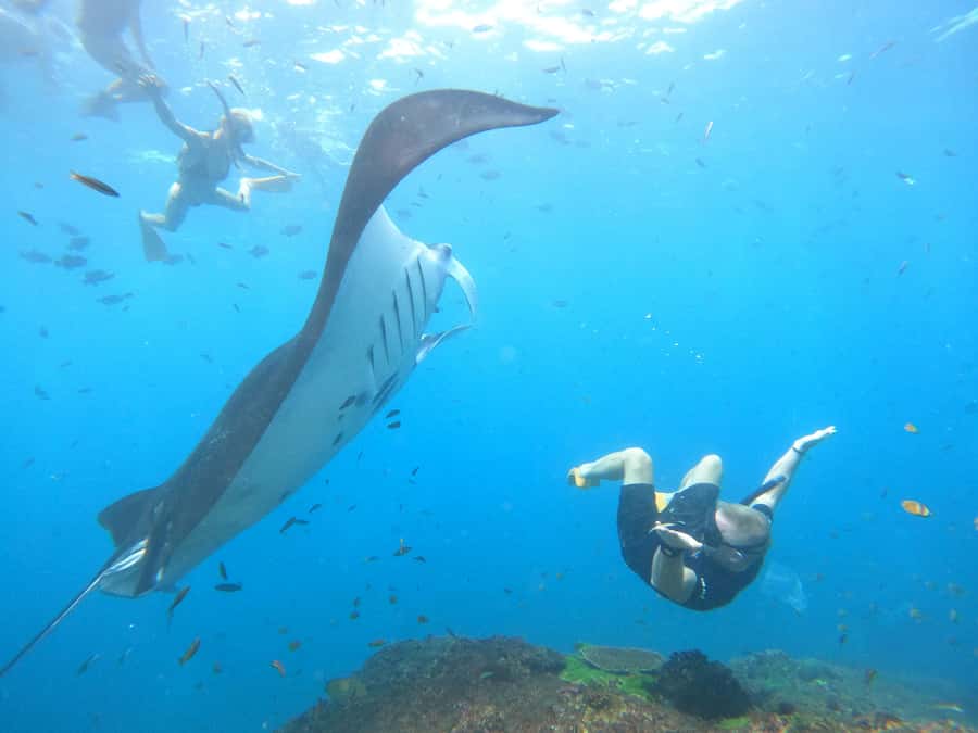 Nusa Penida: Full Day Private Snorkeling With Manta Ray - Manta Bay: spectacular when conditions cooperate