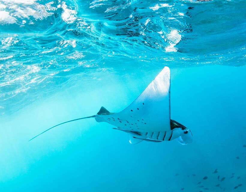 Nusa Penida: Snorkeling 3-4 spots and island tour with guide - Starting at Sanur and reaching the water
