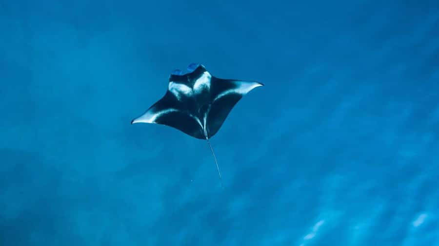 Nusa Penida: Snorkeling 3 Spots with GoPro & Kayak Mangroves - Key points to know before you book