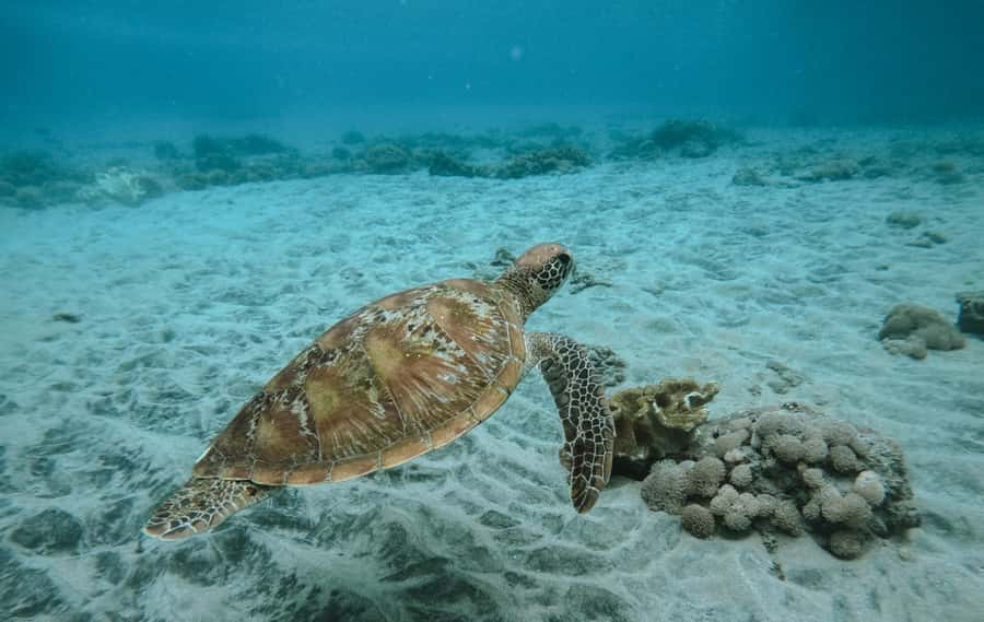 Nusa Penida: Snorkeling 3 Spots with GoPro & West Land Tour - Why this Nusa Penida combination works